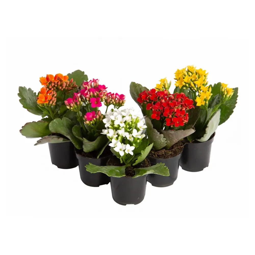 Kalanchoe Mini Planta Natural Pote 06