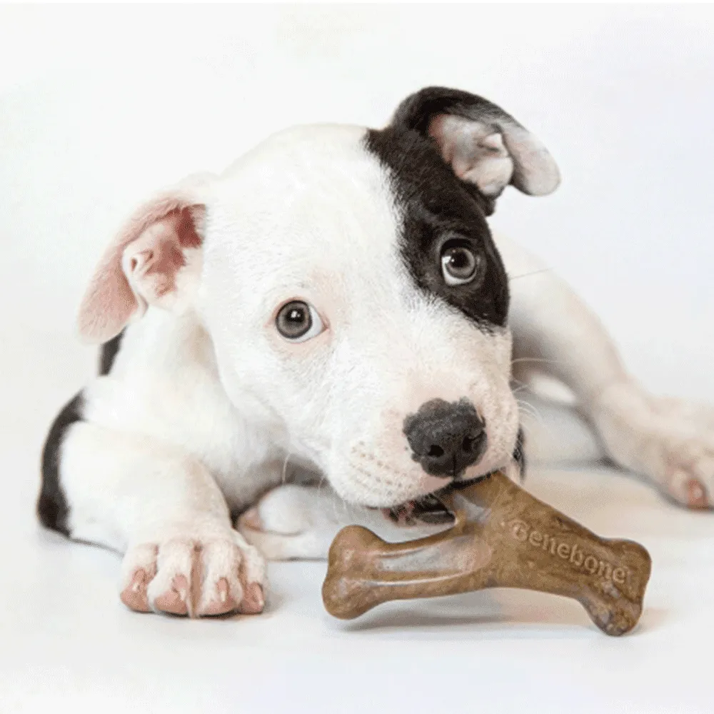 Kit Brinquedo Mordedor Benebone para Cães Filhotes Bacon — foto 6
