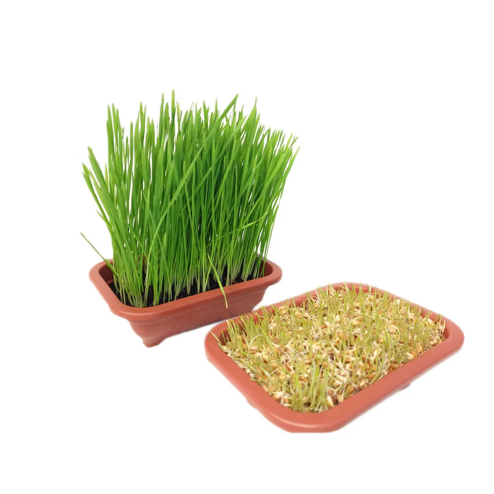 Kit Cultivo Graminha Grass Pet — foto 3
