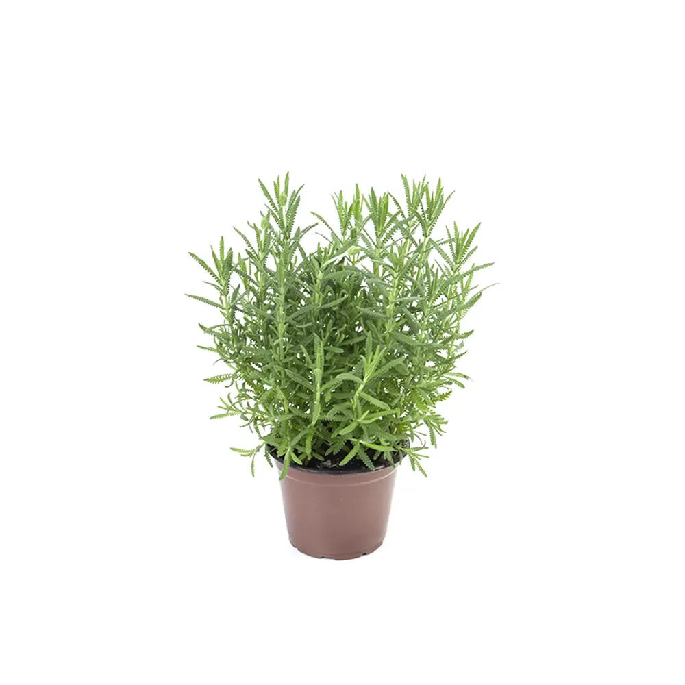 Lavandula Angustifolia Alfazema Pote 15