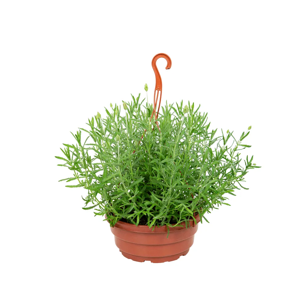 Lavandula Angustifolia - Alfazema Cuia 25