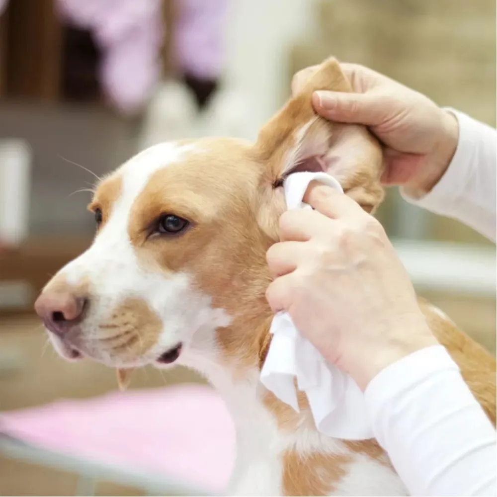 Lenços Umedecidos para Machos Animalíssimo — foto 2