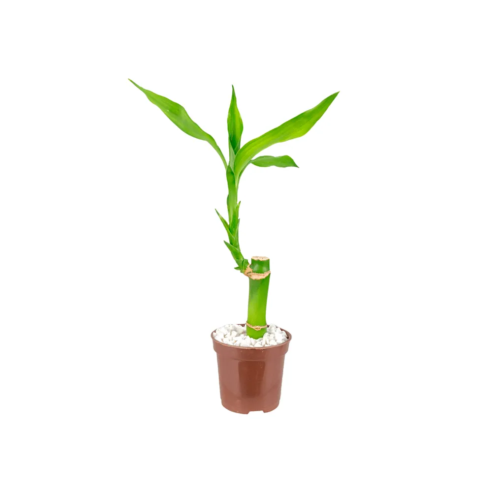 Lucky Bamboo - Bambu da Sorte Pote 06