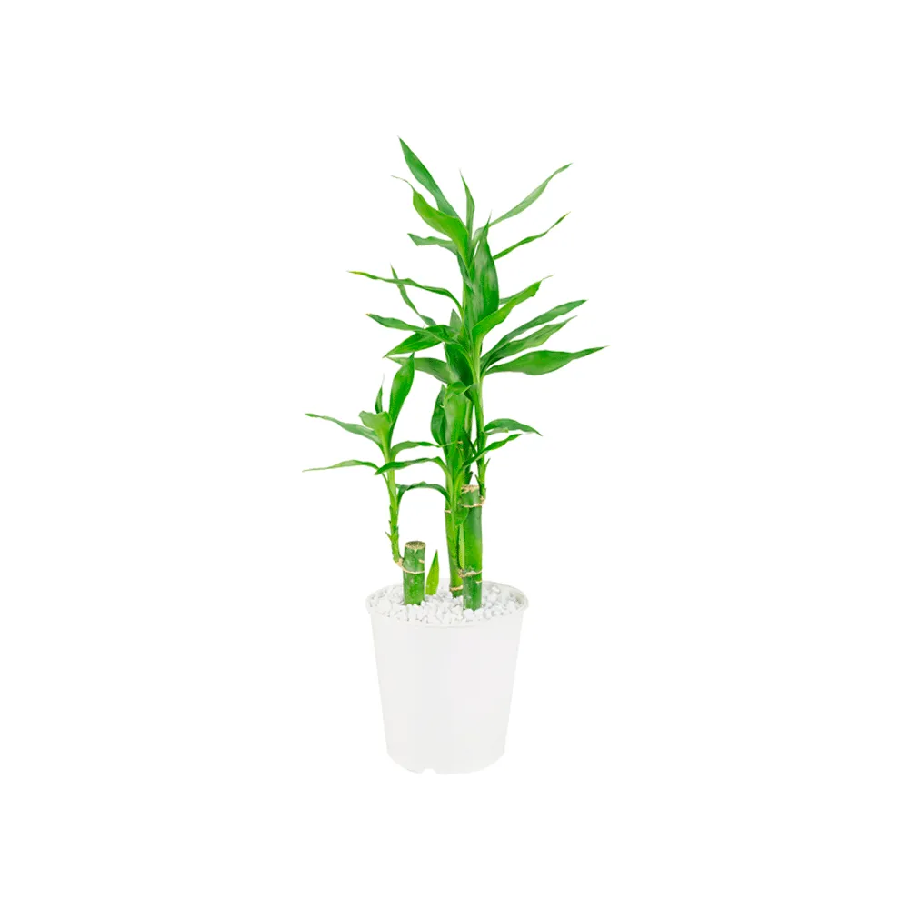 Lucky Bamboo - Bambu da Sorte Pote 12