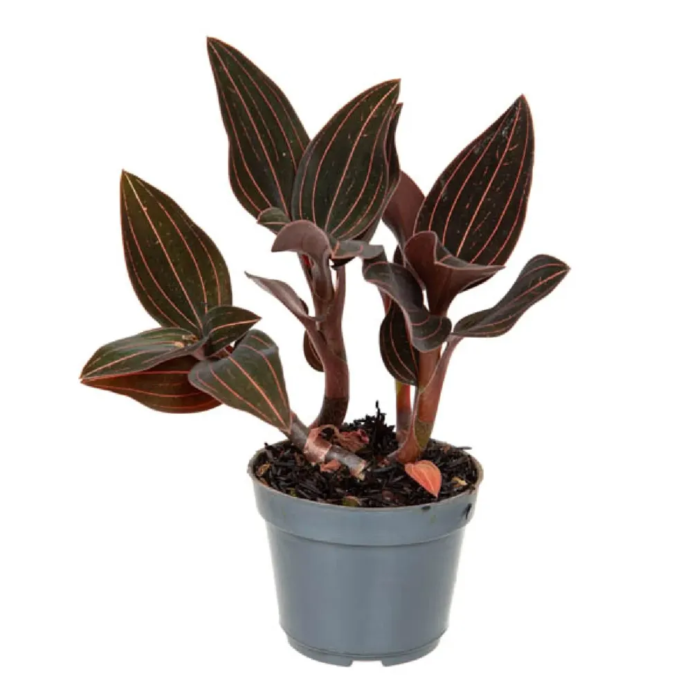 Ludisia Planta Natural Pote 08