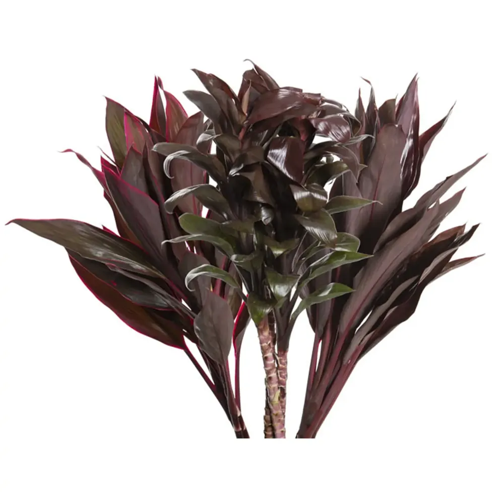 Maco Folhagem Dracena Variado Planta Natural