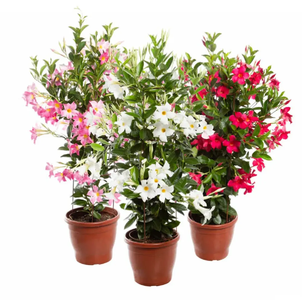 Mandevilla Trabalhada Planta Natural Pote 24