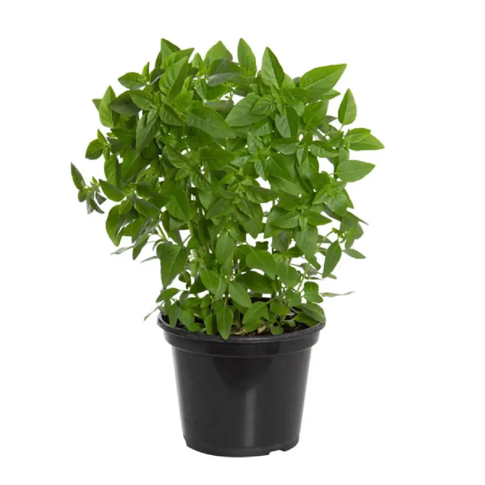 Manjericão Planta Natural Pote 15
