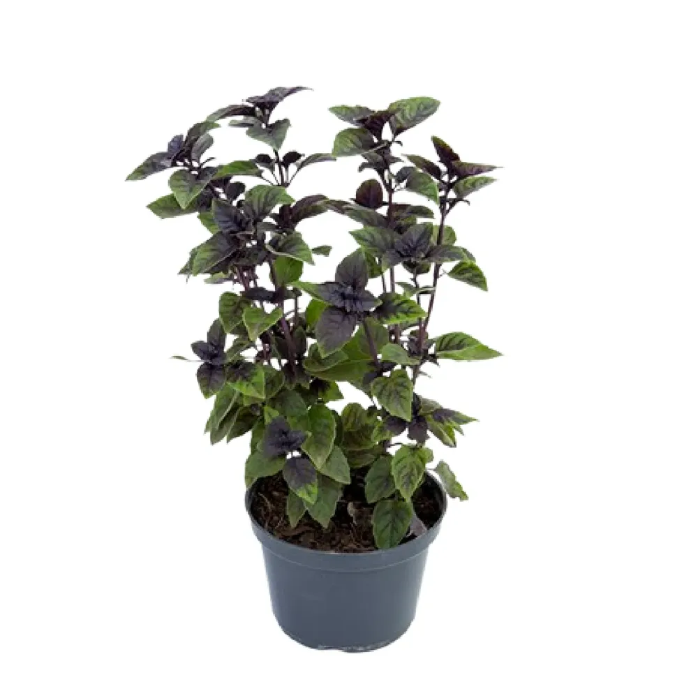 Manjericão Roxo Liso Planta Natural Pote 11