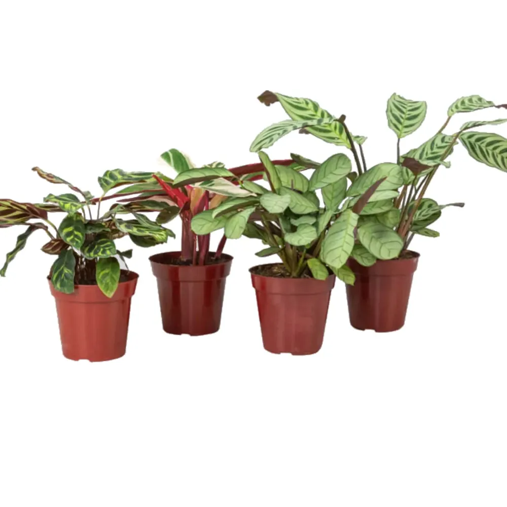 Maranta Variado Planta Natural Pote 12