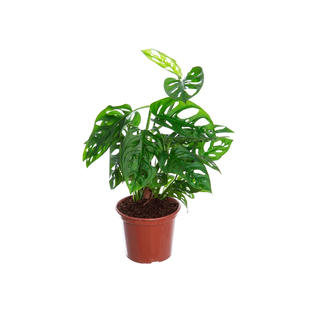 Monstera Adansonii - Costela de Adão Pote 15