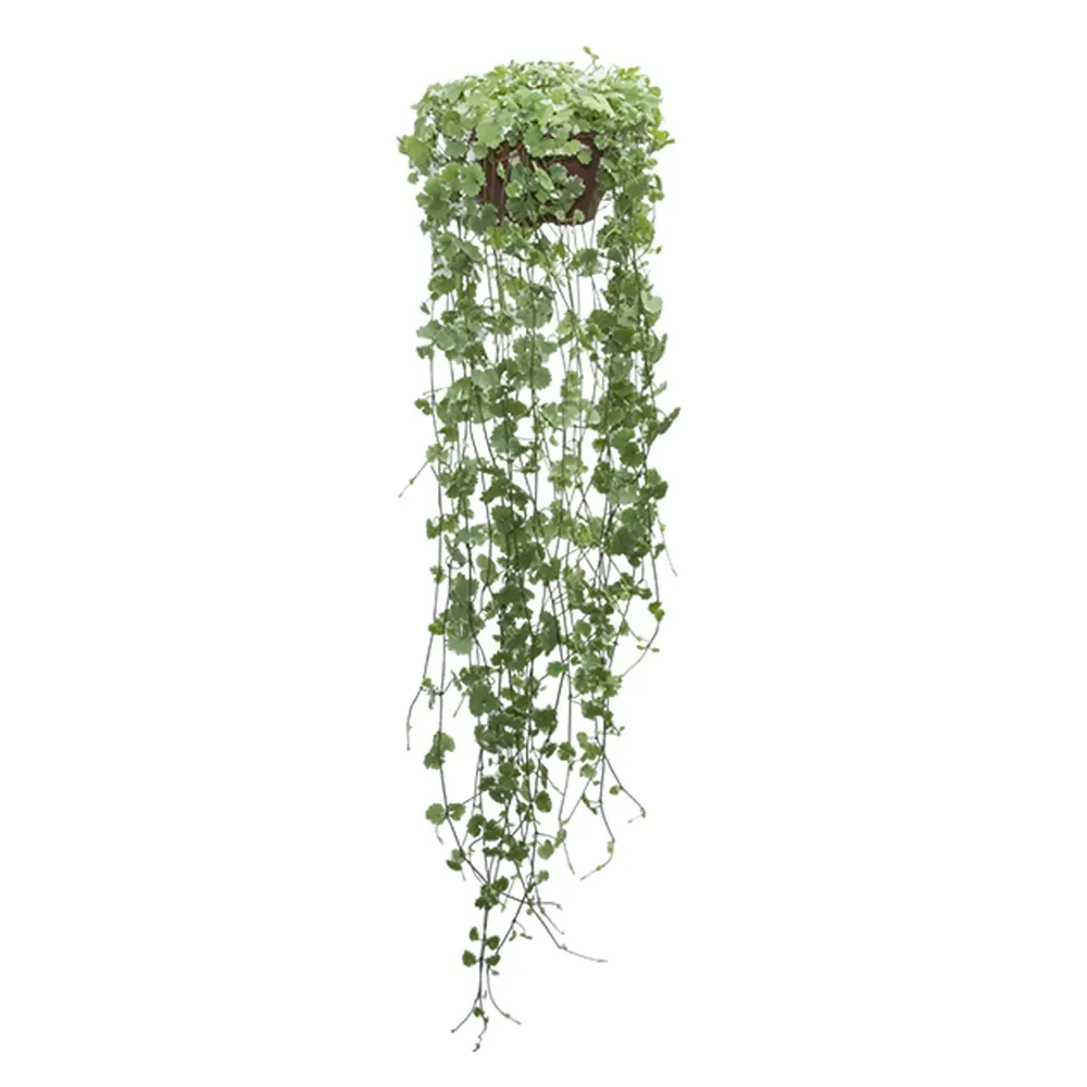 Nepeta Variegato Planta Natural Cuia 21