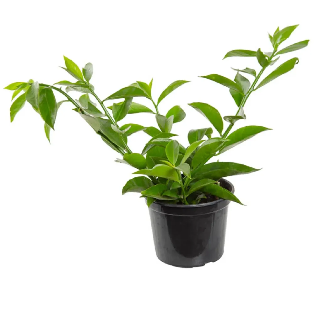 Ora Pro Nobis Planta Natural Pote 14