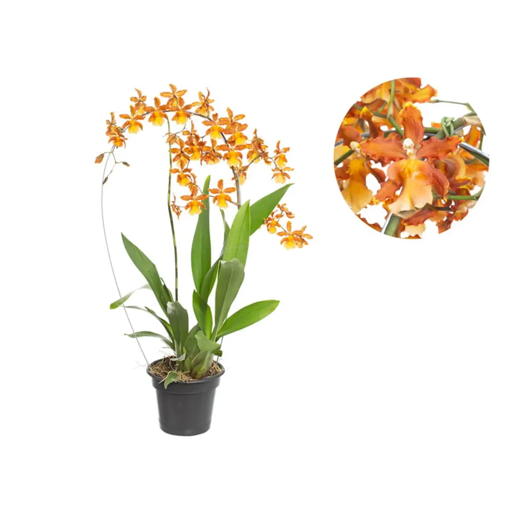 Orquídea Catatante Sun Spots Pote 14 — foto 2