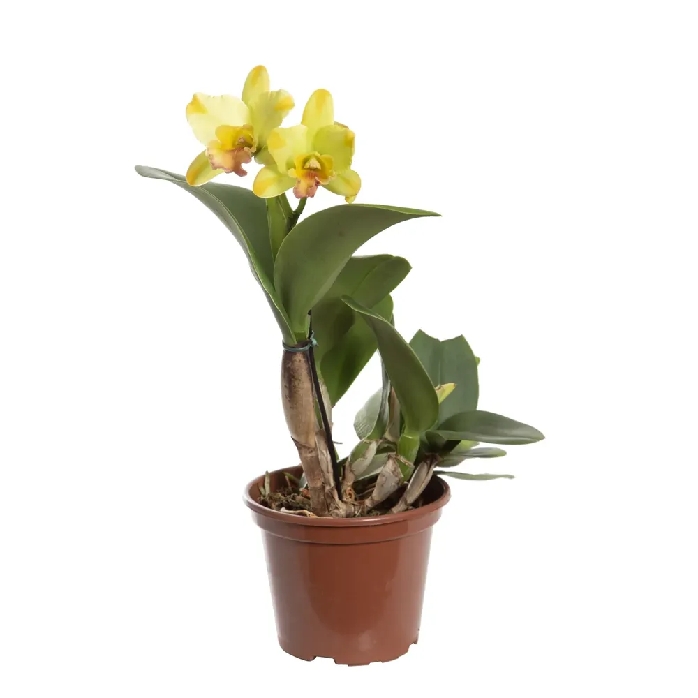 Orquídea Cattleya 2 Flores Pote 15