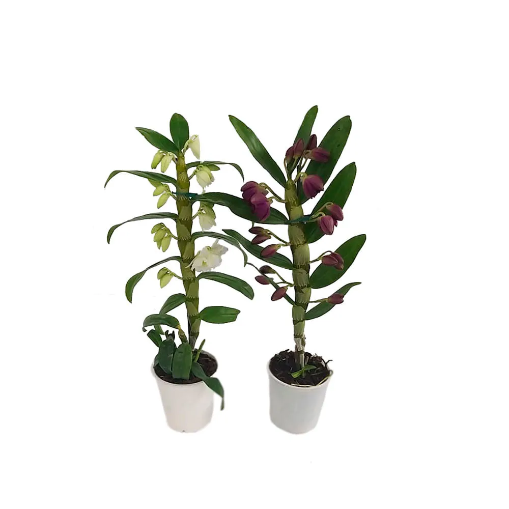 Orquídea Dendobrium Premium PT12