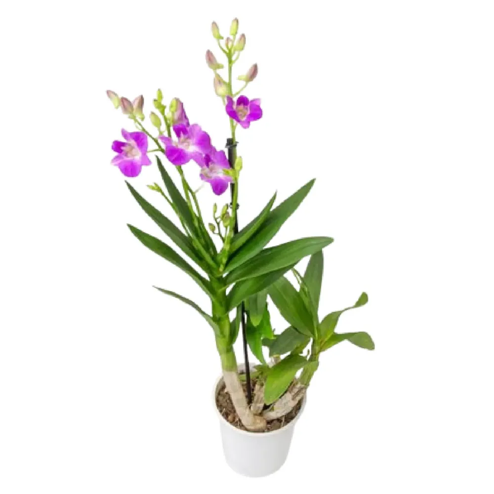 Orquídea Dendrobium Borneo Pote 13