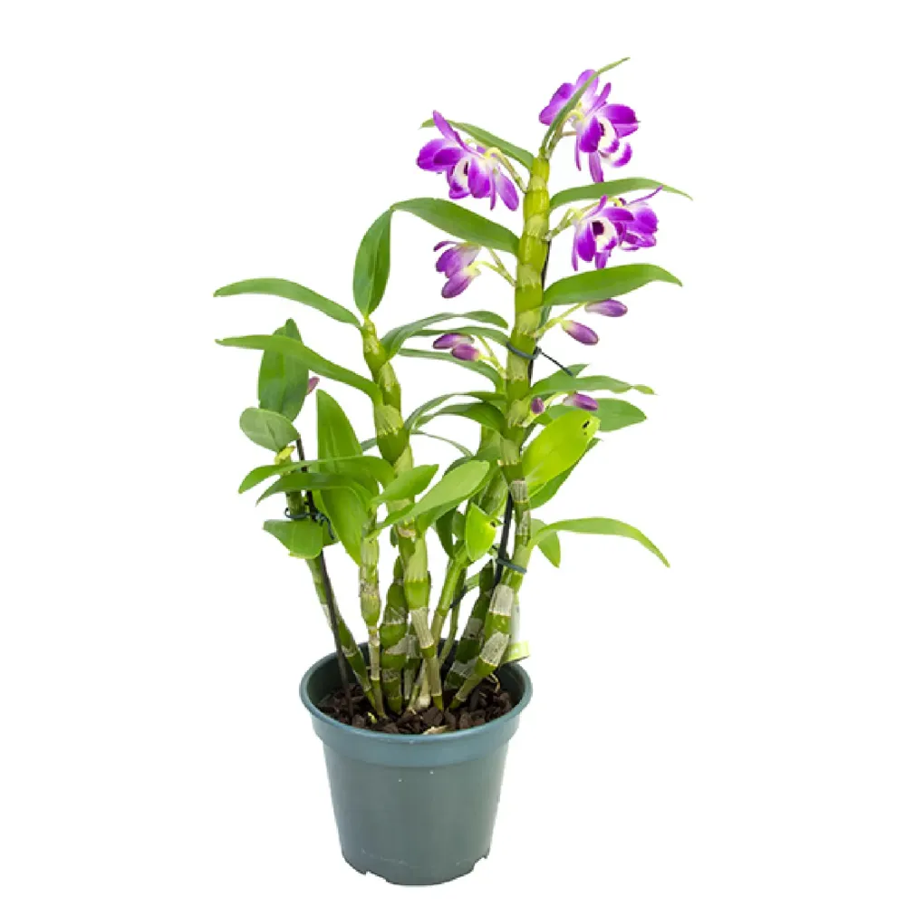 Orquídea Dendrobium Nobily Pote 15