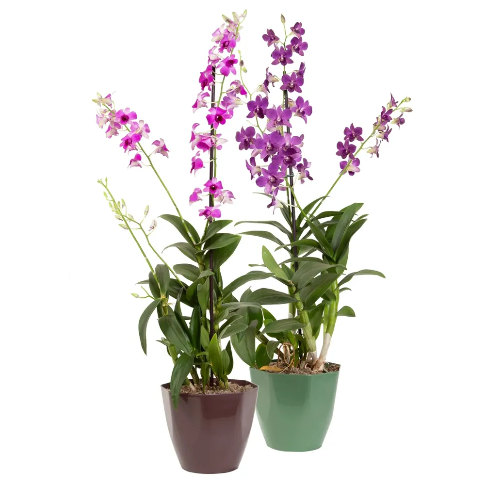 Orquídea Denphalaen Flor Natural Pote 18