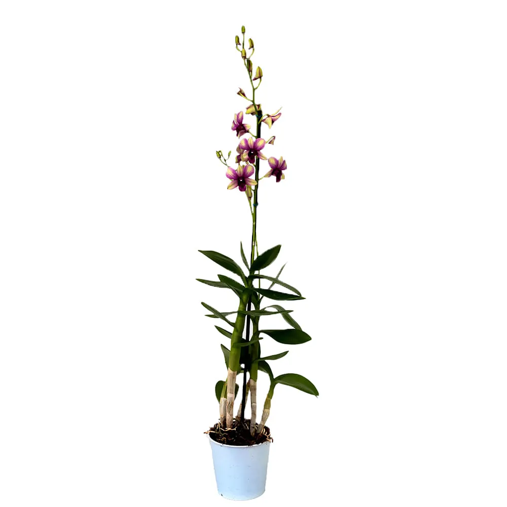 Orquídea Denphalaen Natural Pote 13