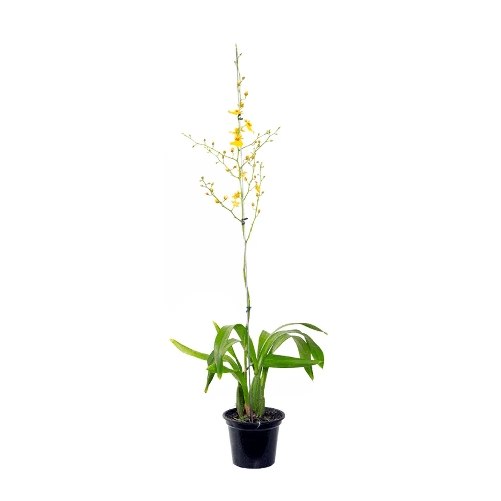 Orquídea Oncidium Aloha Variada P15