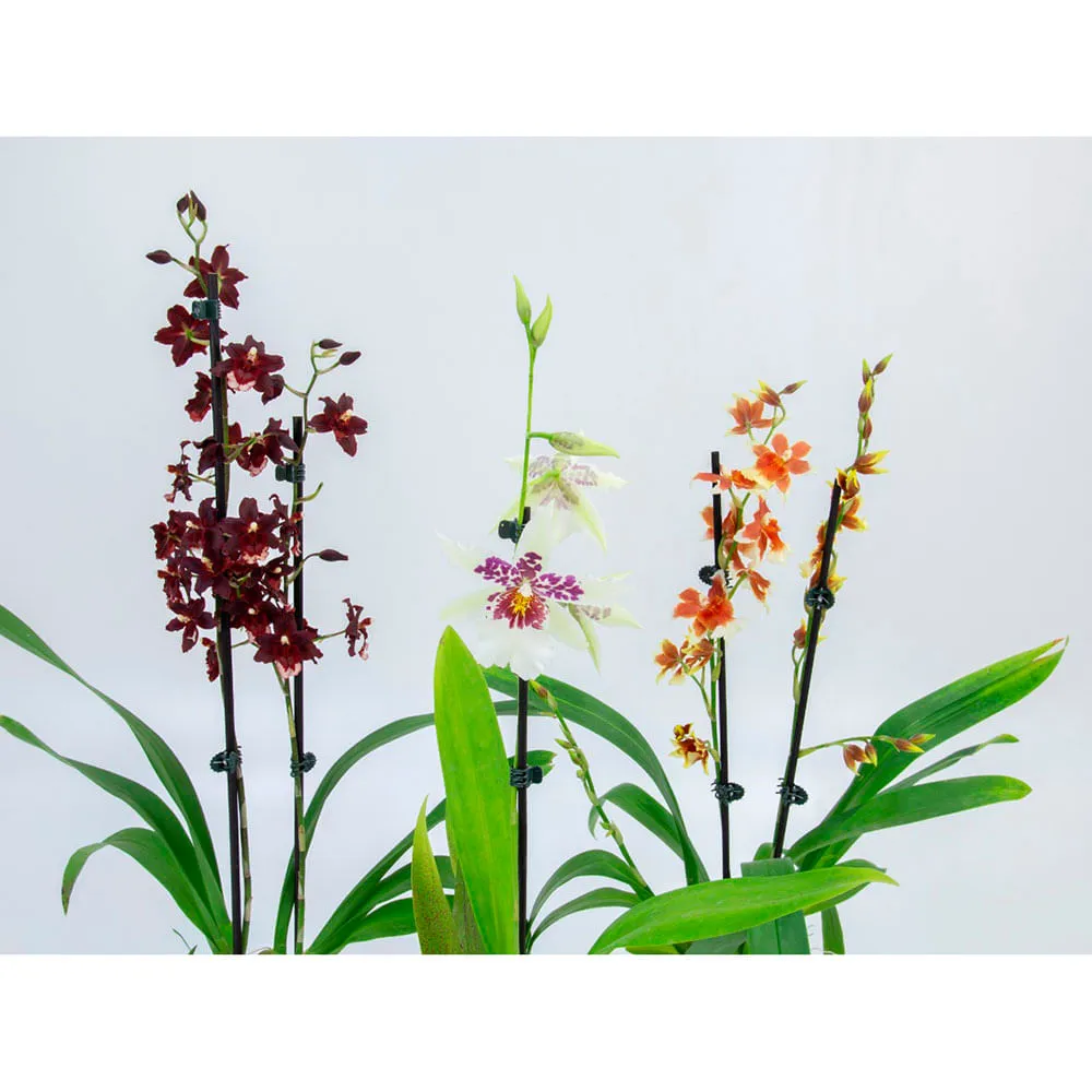 Orquídea Oncidium Variado PT09 — foto 2