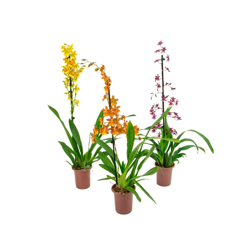 Orquídea Oncidium Variado PT12