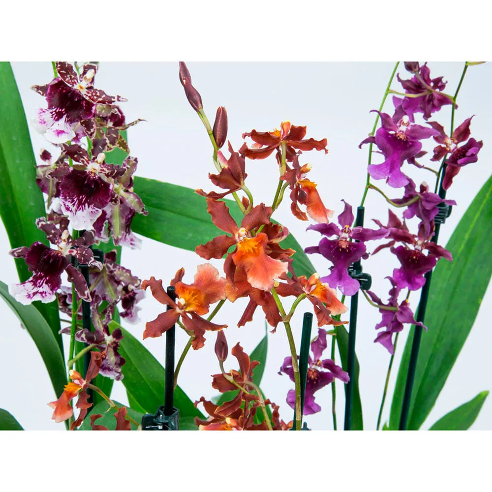 Orquídea Oncidium Variado PT12 — foto 2