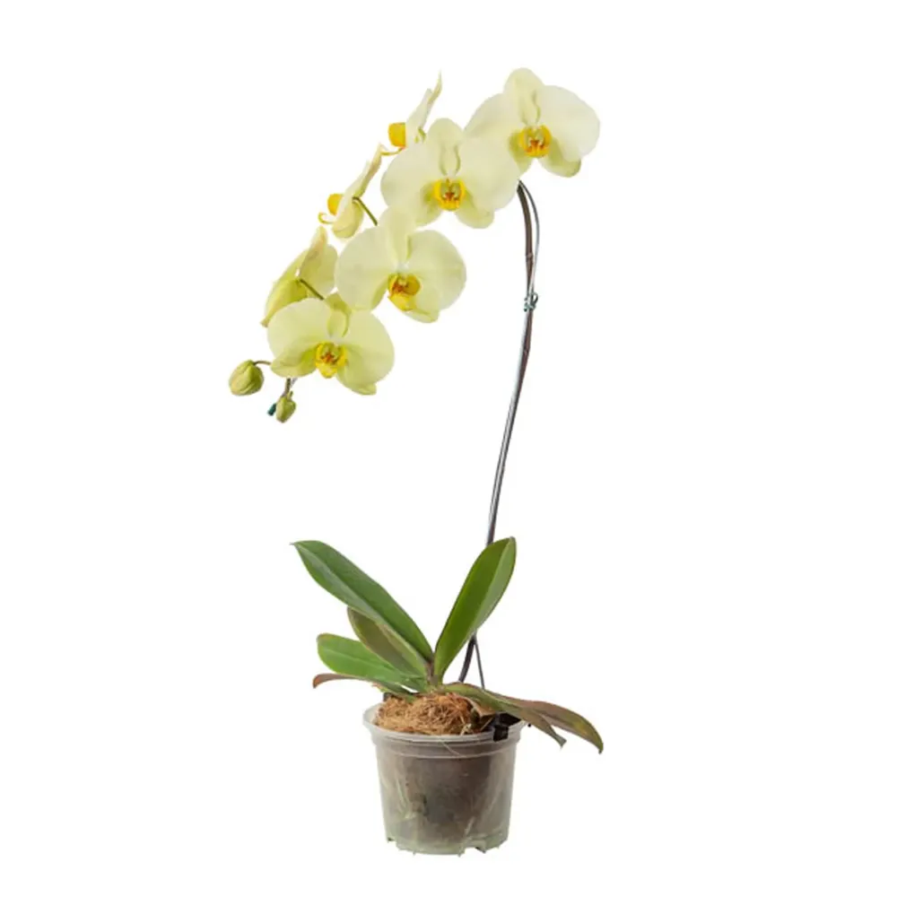 Orquídea Phalaenopsis Cascata 8 Flores Pote 15