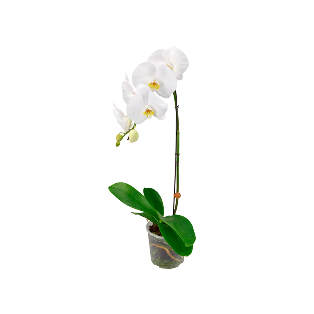 Orquídea Phalaenopsis Cascata Branca 8 Folhas P15