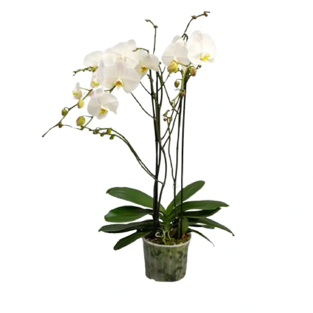 Orquídea Phalaenopsis Majoris Branco Pote 24