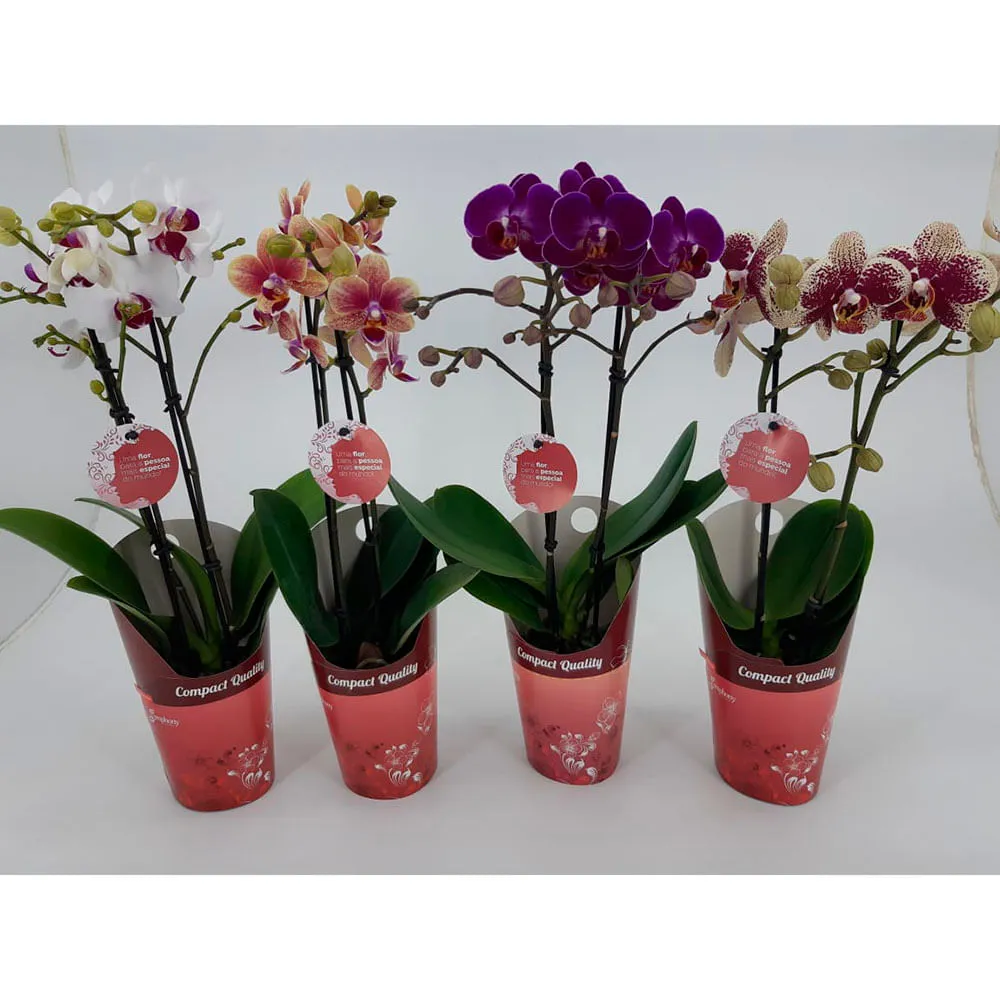 Orquídea Phale Mini Natural Pote 09