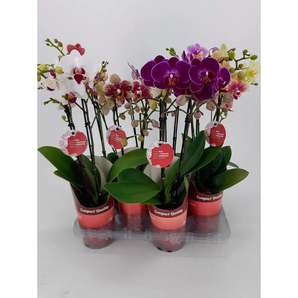 Orquídea Phale Mini Natural Pote 09 — foto 2