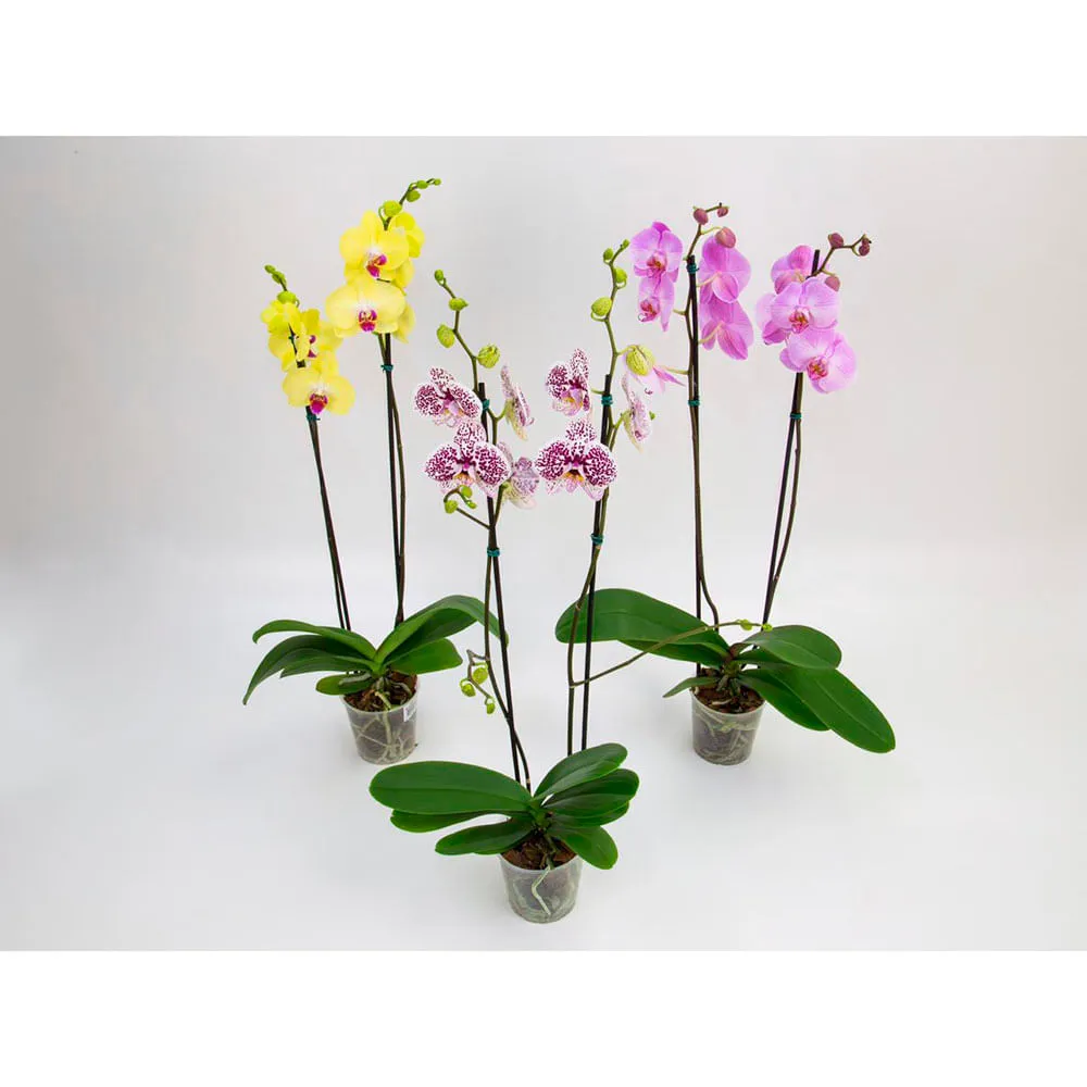 Orquídea Phale 2 hastes Pote 12