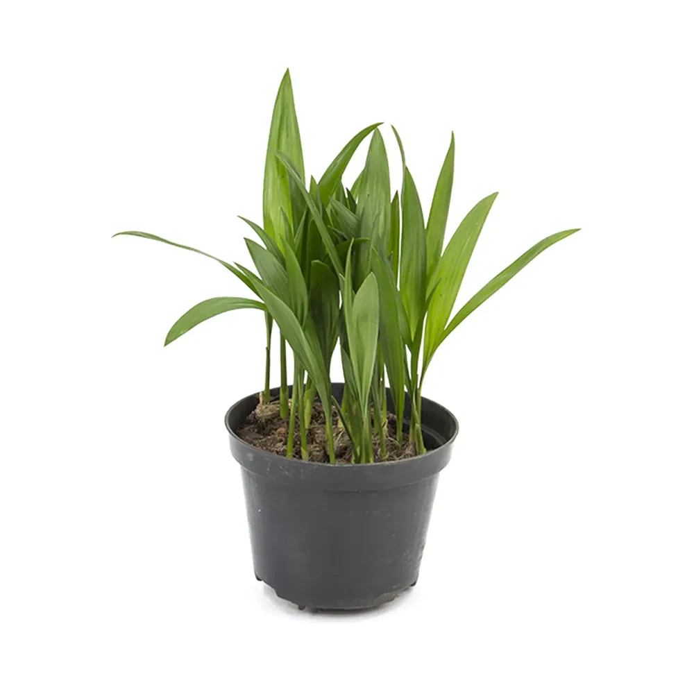 Palmeira Areca Bambu Planta Natural Pote 11