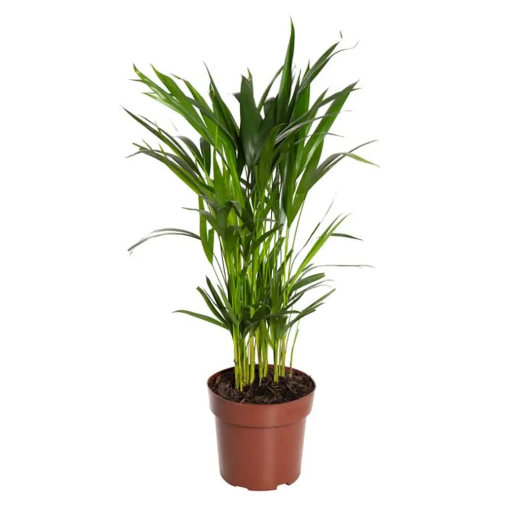 Palmeira Areca Bambu Planta Natural Pote 17
