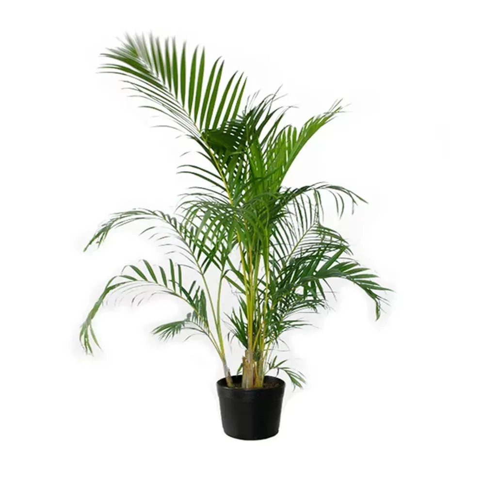Palmeira Areca Bambu Natural Pote 24