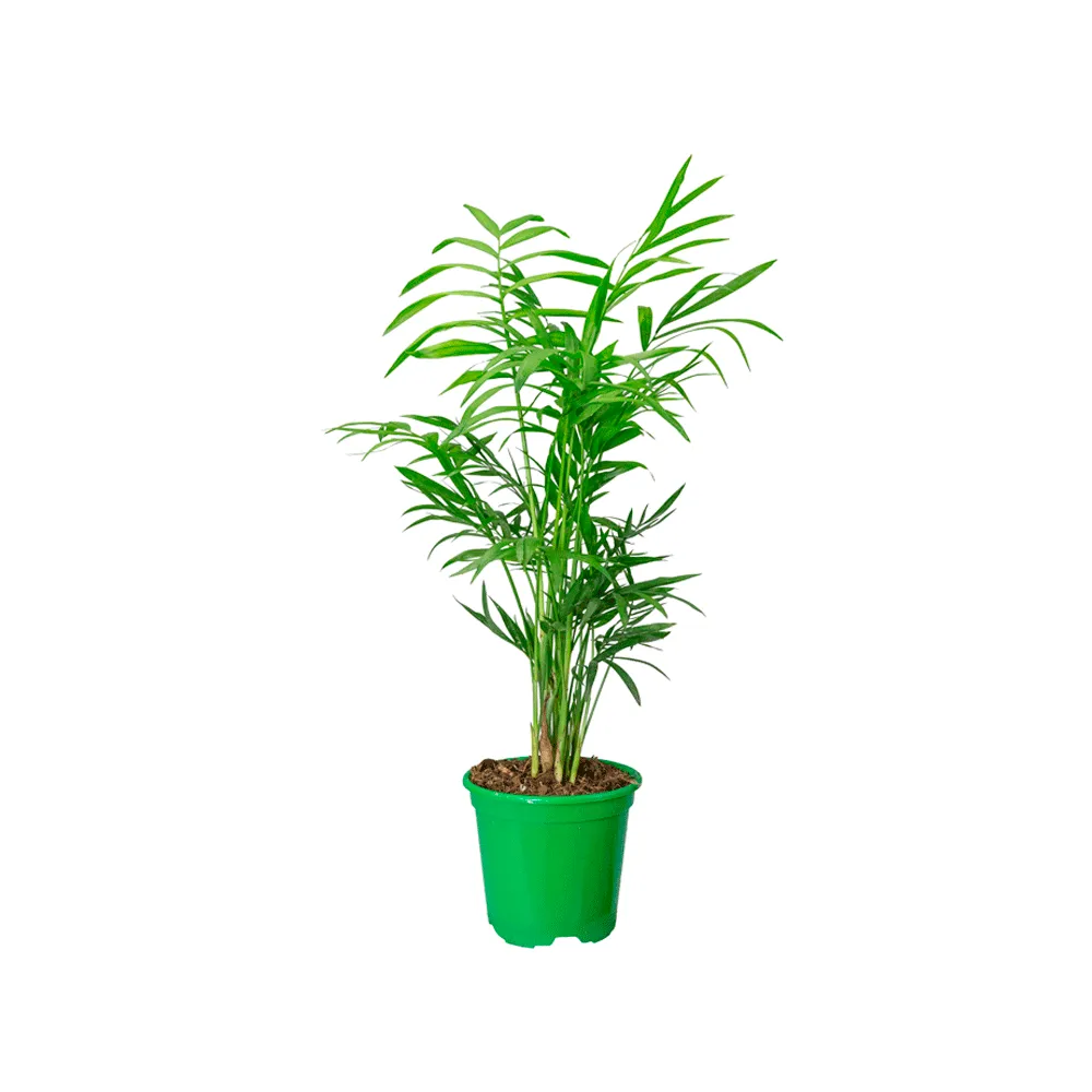 Palmeira Chamaedorea Elegans PT11