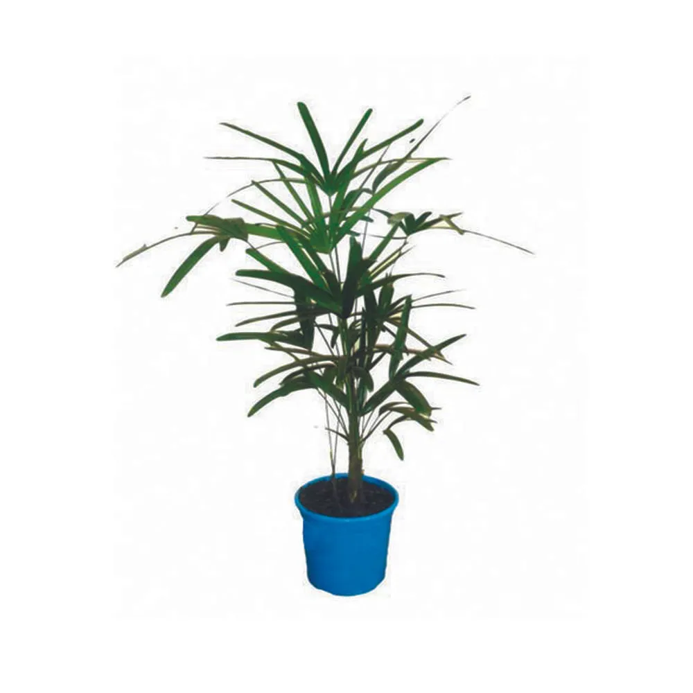 Palmeira Raphis Natural Pote 24