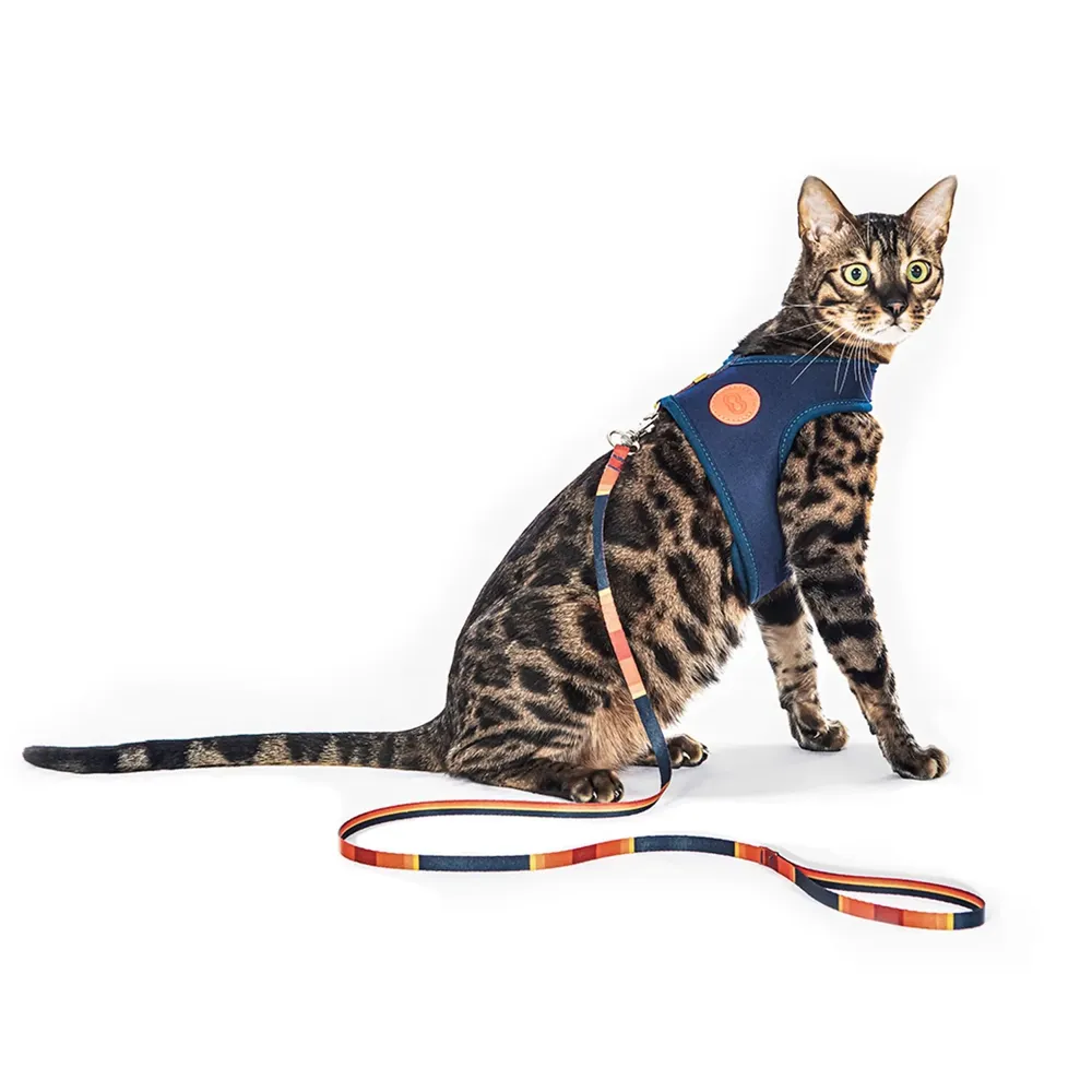 Peitoral e Guia Cat Neoprene Sunny Tchucoo — foto 3