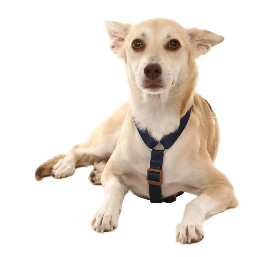 Peitoral H para Cães Basic Toh Azul — foto 4