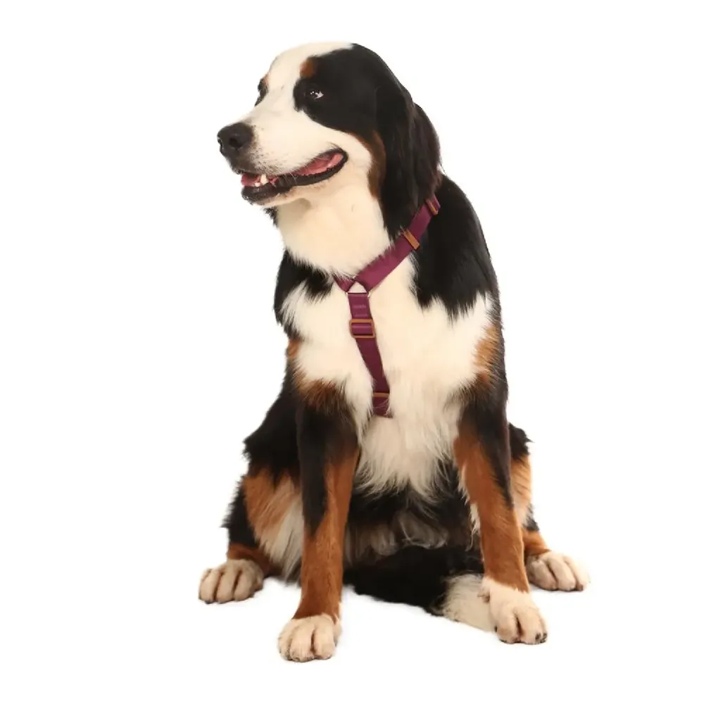 Peitoral H para Cães Basic Toh Bordô — foto 3