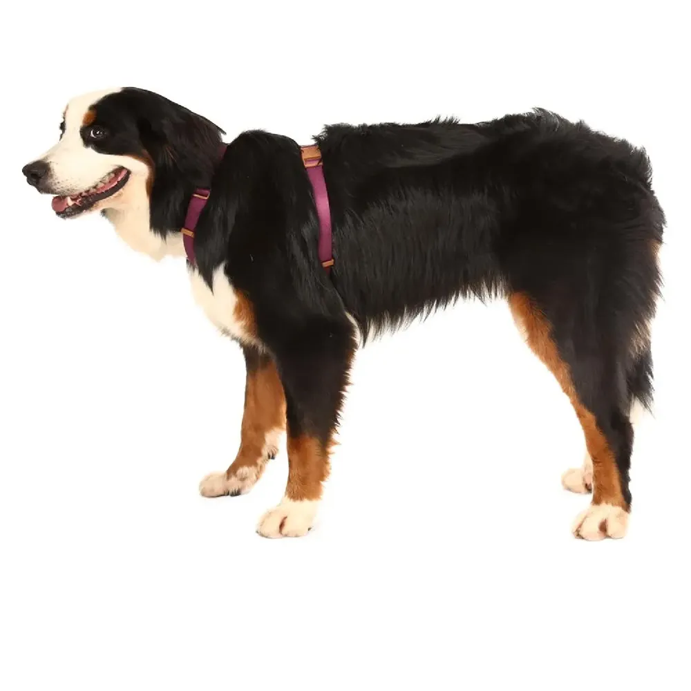 Peitoral H para Cães Basic Toh Bordô — foto 4
