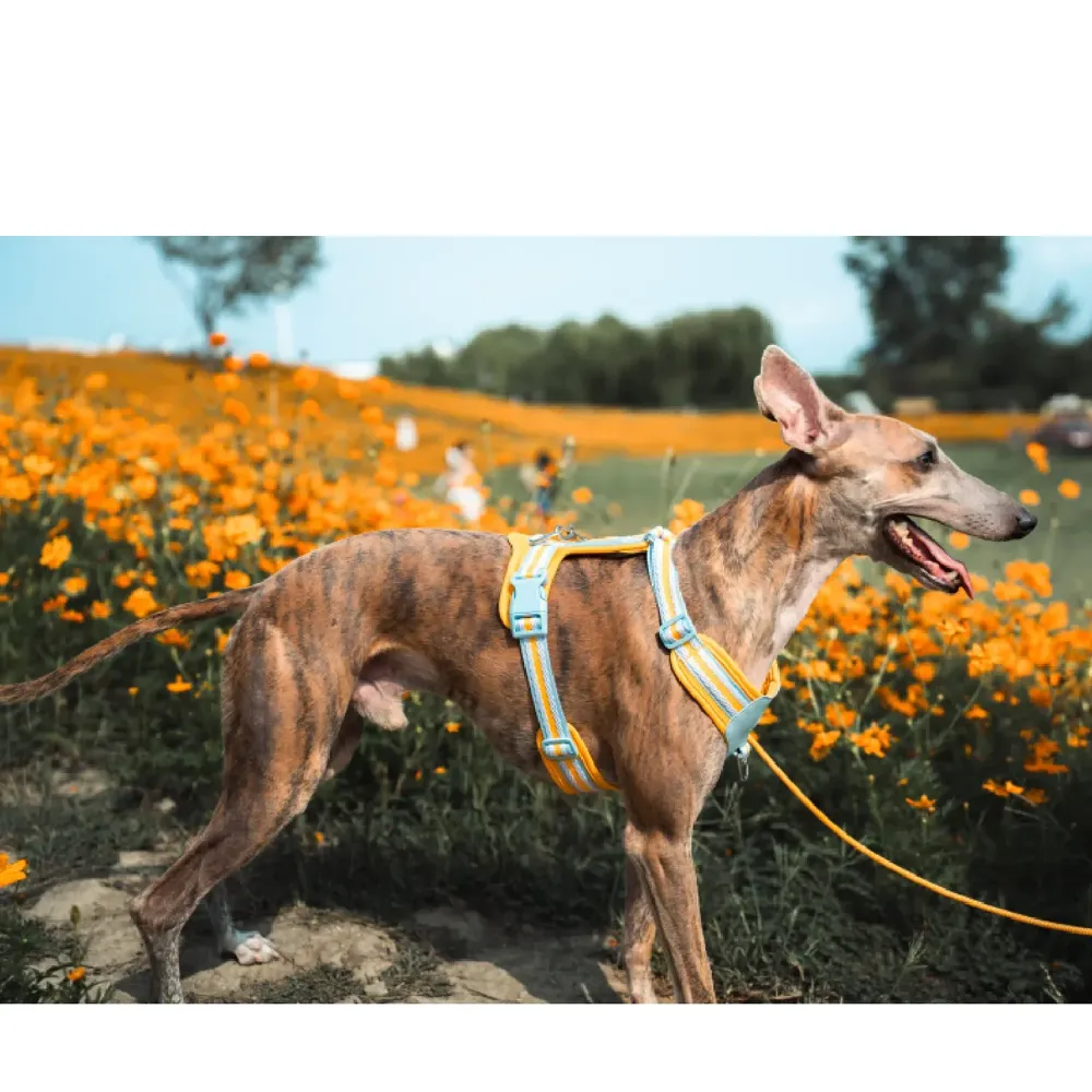 Peitoral para Cães Mesh Jacquard Doco Laranja — foto 2