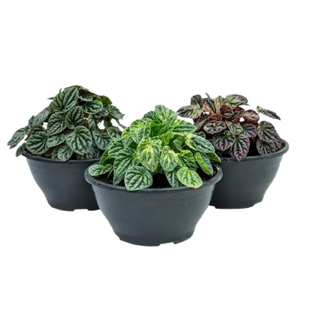 Peperomia Caperata Planta Natural Cuia 21