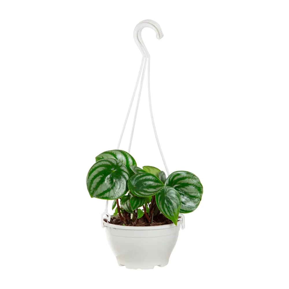 Peperomia Melancia Natural Cuia 13
