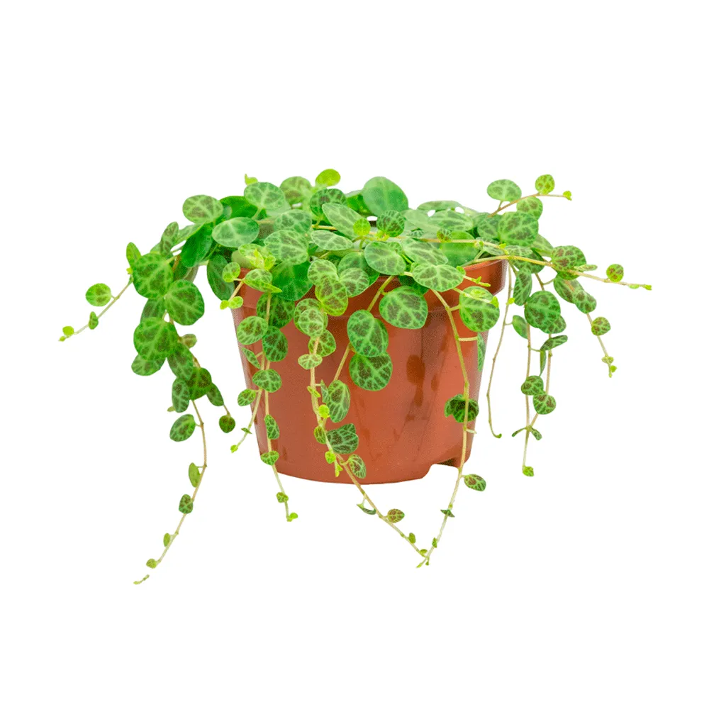 Peperomia Prostata - Colar de Tartaruga Pote 11