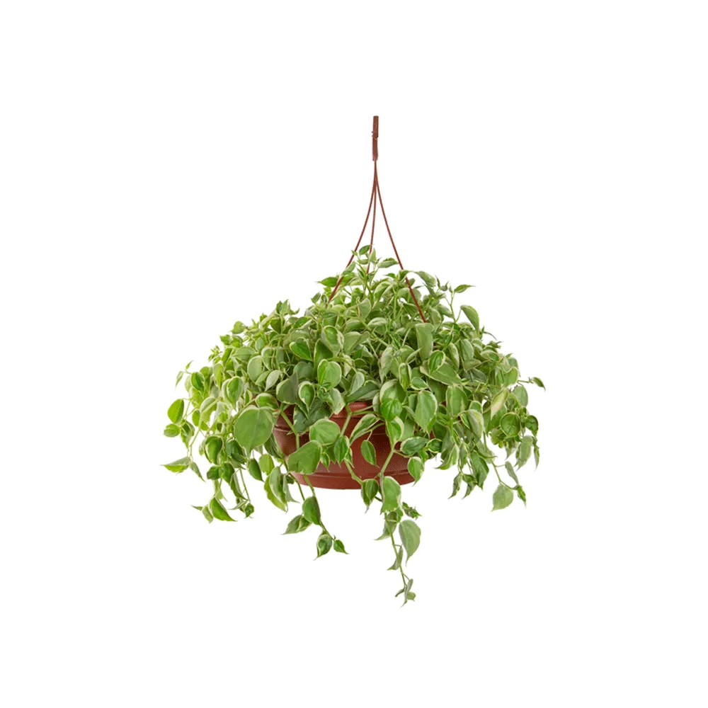 Peperomia Scandens Natural Cuia 32