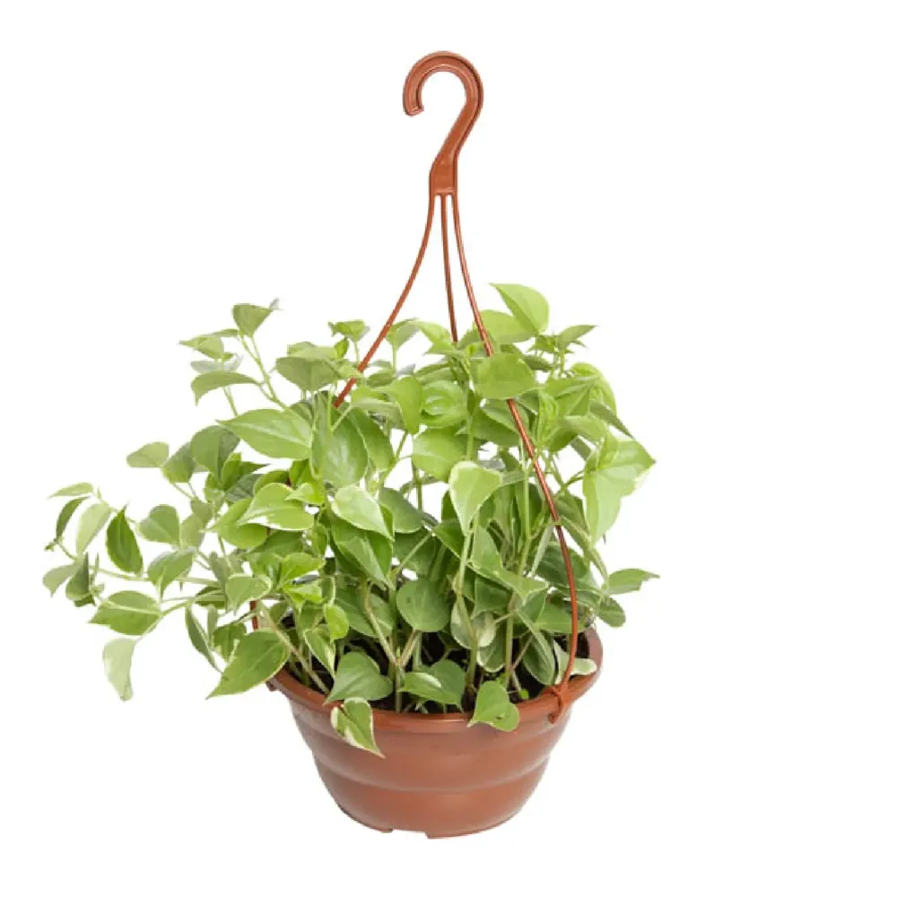 Peperomia Scandens Planta Natural Cuia 21