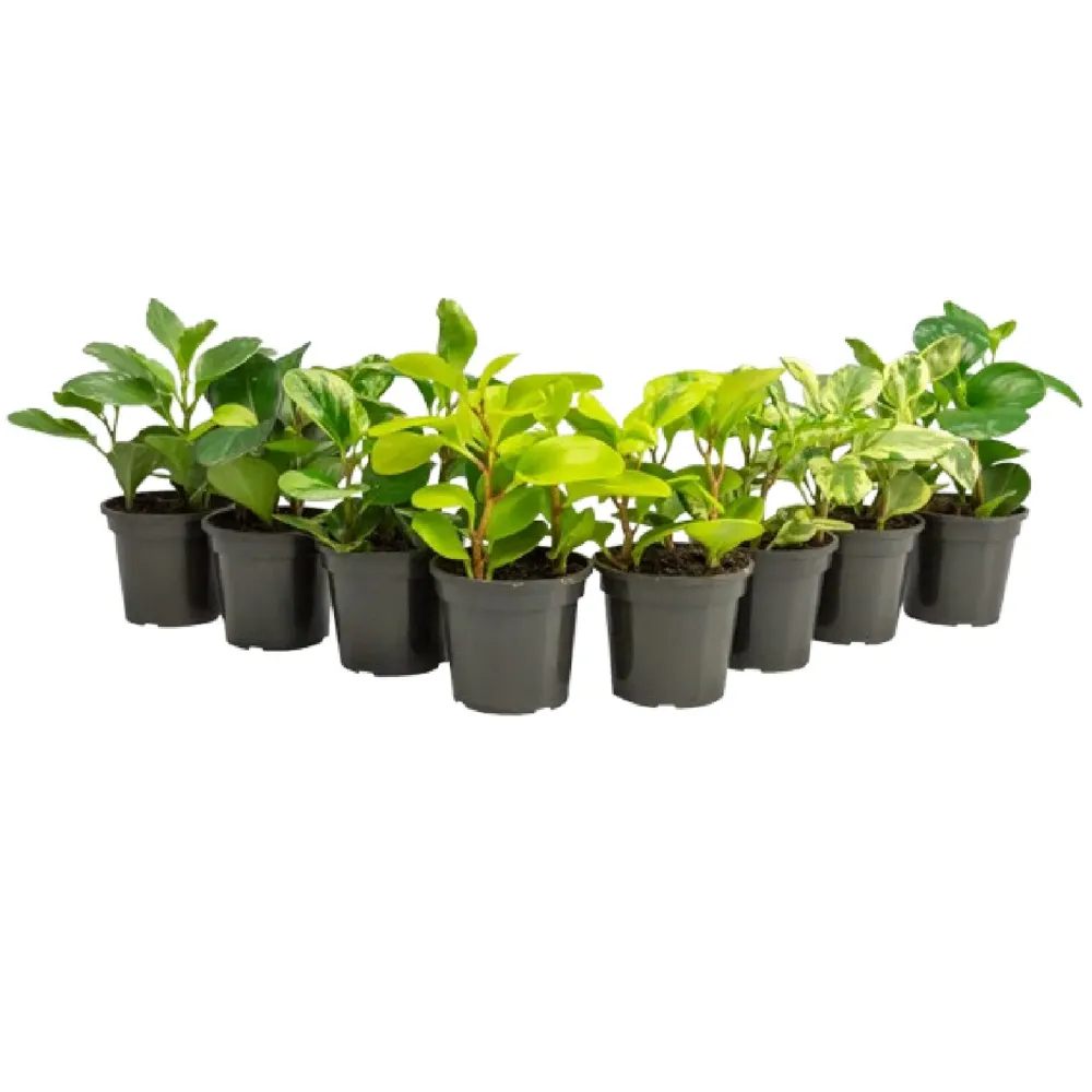 Peperomia Variado Planta Natural Pote 13
